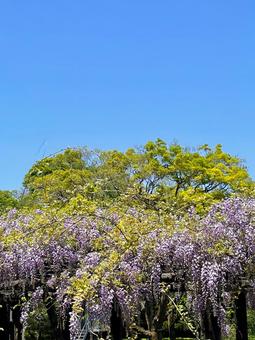 藤の花 藤の花の写真