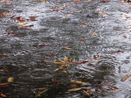 秋の長雨 雨,長雨,落ち葉の写真素材