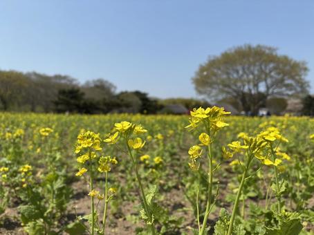 菜の花の写真