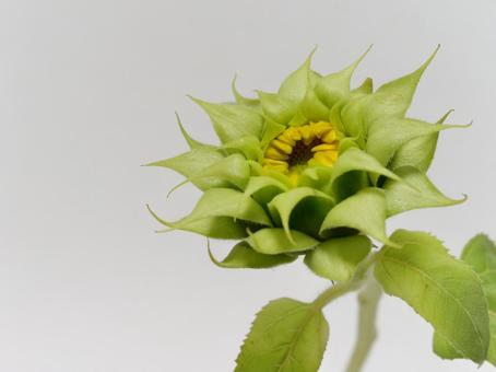 ひまわりの蕾 ひまわりの蕾の写真