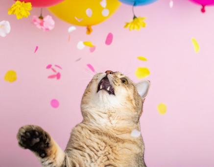 嬉しい猫の写真