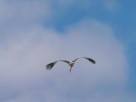 空飛ぶコウノトリ③ 空飛ぶコウノトリ③ コウノトリ,鸛,飛翔の写真素材