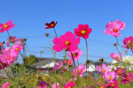 コスモス　花　青空 花,コスモス,秋桜の写真素材
