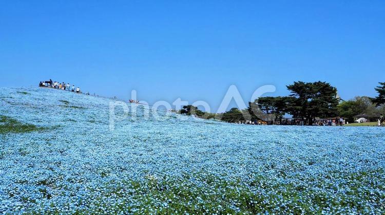 ネモフィラの絶景・ひたち海浜公園・茨城県 春,ネモフィラ,国営ひたち海浜公園の写真素材