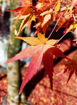 紅葉の葉 紅葉の葉 もみじ,秋,赤の写真素材