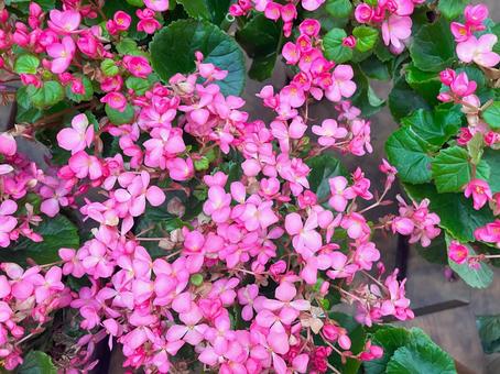 満開に咲くピンク色のベゴニアの花 満開に咲くピンク色のベゴニアの花 ベゴニア,花,満開の写真素材
