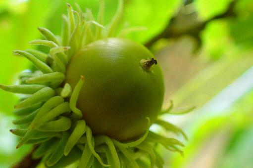 Green acorn, JPG