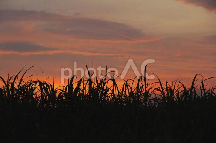 夕暮れの堤防 夕暮れ,夕焼け,堤防の写真素材