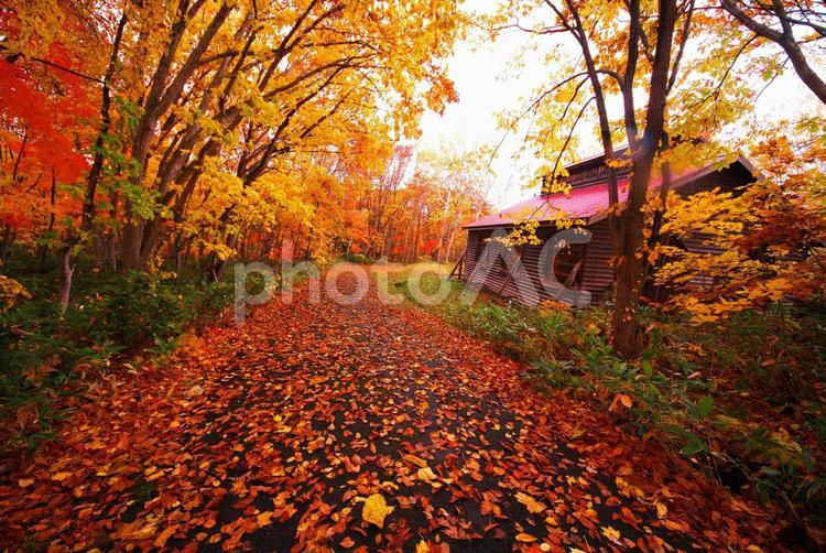 晩秋の北海道開拓の村 北海道開拓の村,晴天,空の写真素材
