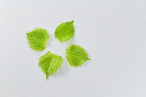 フレッシュな大葉/青じそのイメージ素材 フレッシュな大葉/青じそのイメージ素材 大葉,青じそ,しその写真素材