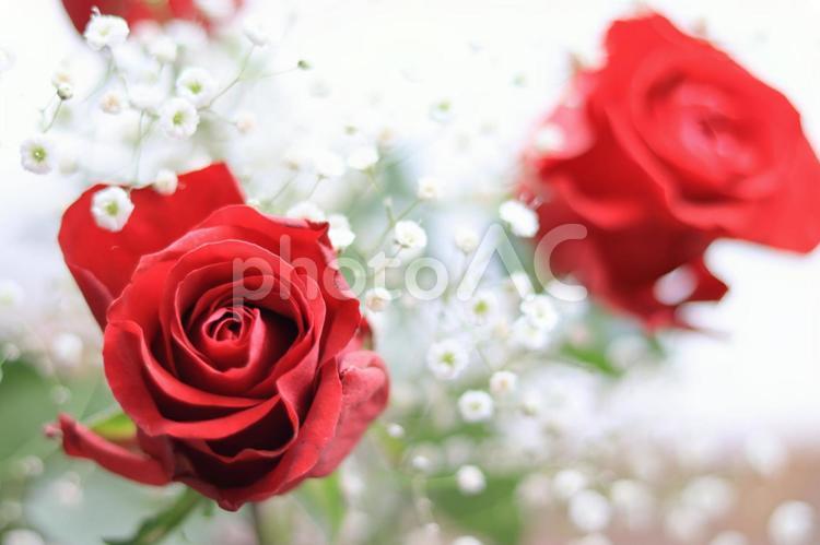 赤い薔薇とかすみ草の花束 植物,花,赤いバラの写真素材