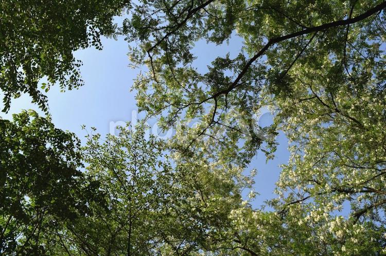 白い花と新緑の木と青空 新緑,芽吹き,花の写真素材