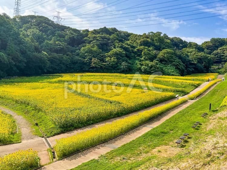 くりはま花の国　8月のひまわり畑 向日葵畑,ヒマワリ,花畑の写真素材