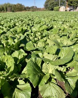 成長中の白菜 白菜,葉野菜,野菜の写真素材