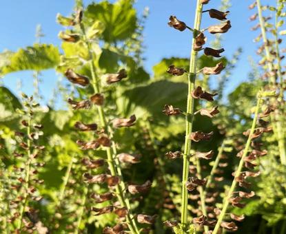 大葉の種2 大葉の種2 大葉,種,野菜の写真素材