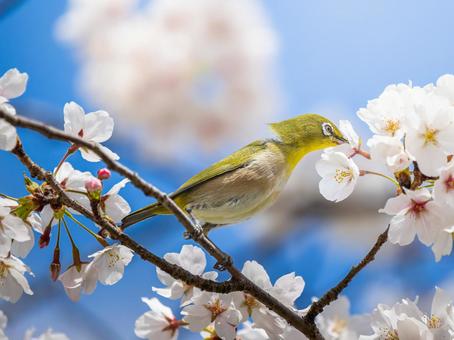桜とメジロ・サクジロー 桜とメジロ・サクジロー メジロ,サクジロー,野鳥の写真素材