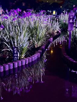夜の堀切菖蒲園 ライトアップされる花菖蒲 夜の堀切菖蒲園 ライトアップされる花菖蒲の写真