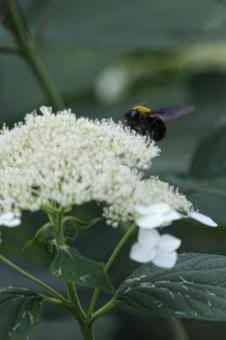 Hydrangea and carpenter bee, JPG Hydrangea and carpenter bee, JPG