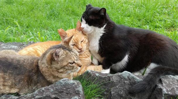 仲良し猫 猫,野良猫,茶トラの写真素材