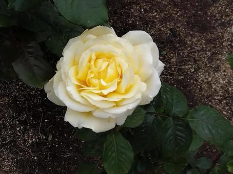 花・マグレディース イエロー 花・マグレディース イエローの写真