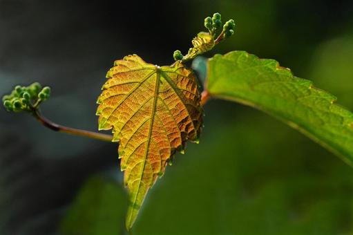 ひとひら グリーン,自然,鮮やかの写真素材