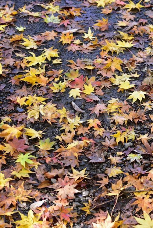 濡れた落ち葉・縦画像２ あき,おちば,こうようの写真素材