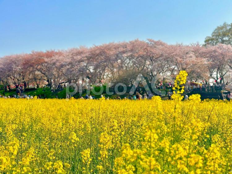 菜の花と桜 菜の花,桜,花畑の写真素材