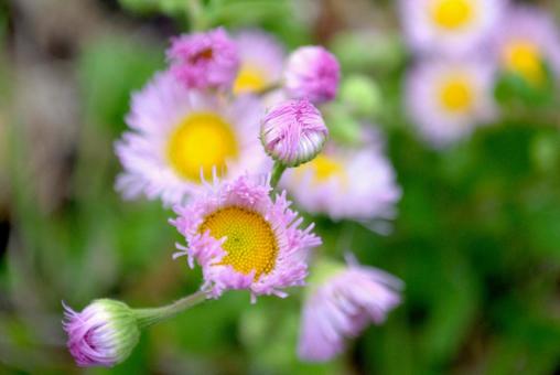 春の訪れ ハルジオンの花 春の訪れ ハルジオンの花の写真