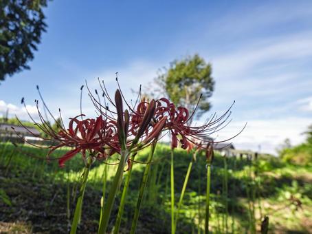 秋空にほころぶ野の花 秋空にほころぶ野の花の写真