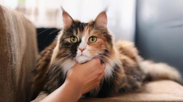 顎を撫でられる猫2 顎を撫でられる猫2の写真