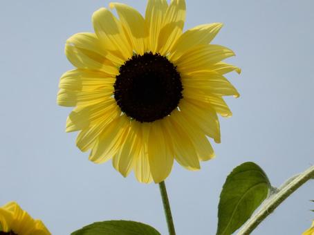 【花の写真】ヒマワリ(向日葵) 【花の写真】ヒマワリ(向日葵)の写真