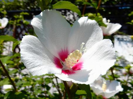 [Flower photo] White Rose of Sharon, JPG