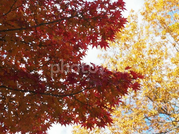 紅葉のコントラスト　赤と黄色 紅葉,もみじ,秋の写真素材
