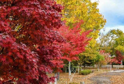 秋イメージ〜秋の自然公園の風景 秋イメージ〜秋の自然公園の風景の写真