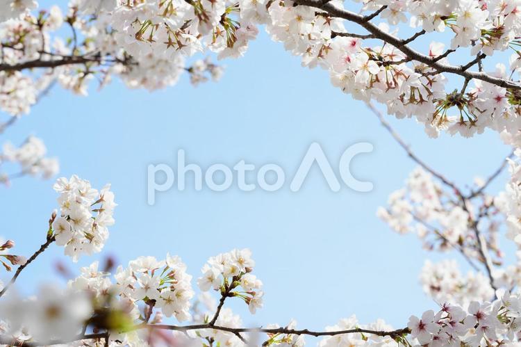 額縁構図のソメイヨシノ 額縁,額縁構図,桜の写真素材