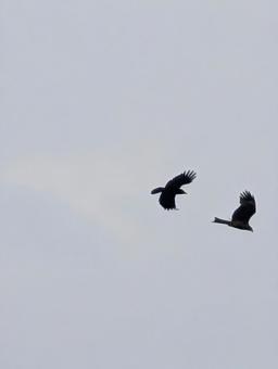 Birds flying in a cloudy sky, JPG Birds flying in a cloudy sky, JPG