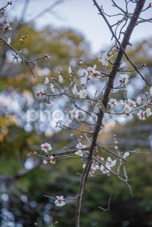 1月に早咲きの梅が咲く 梅,早咲き,1月の写真素材