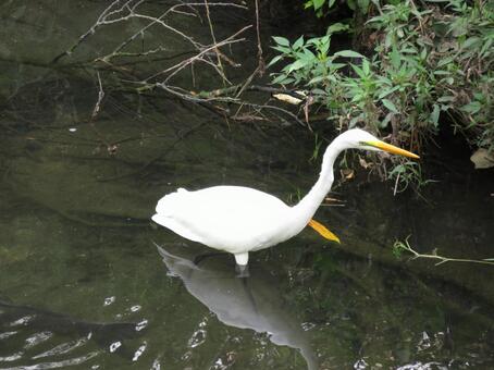 郊外の河岸で獲物を探すダイサギ ダイサギ,鳥,鳥類の写真素材