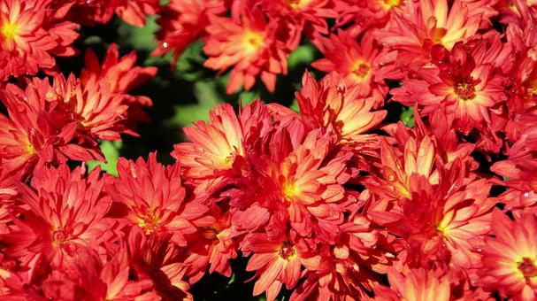 楽寿園の菊まつりにて 菊,秋,花の写真素材