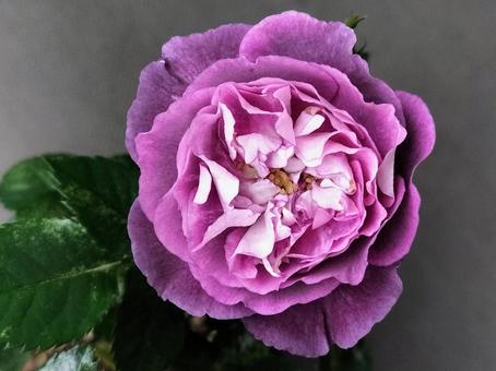 Photo, rose, rinaldo., kawamoto rose, 