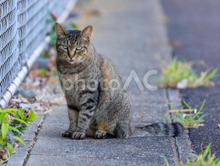 散歩中に出会った野良猫さんです。 キジトラ猫,猫,野良猫の写真素材