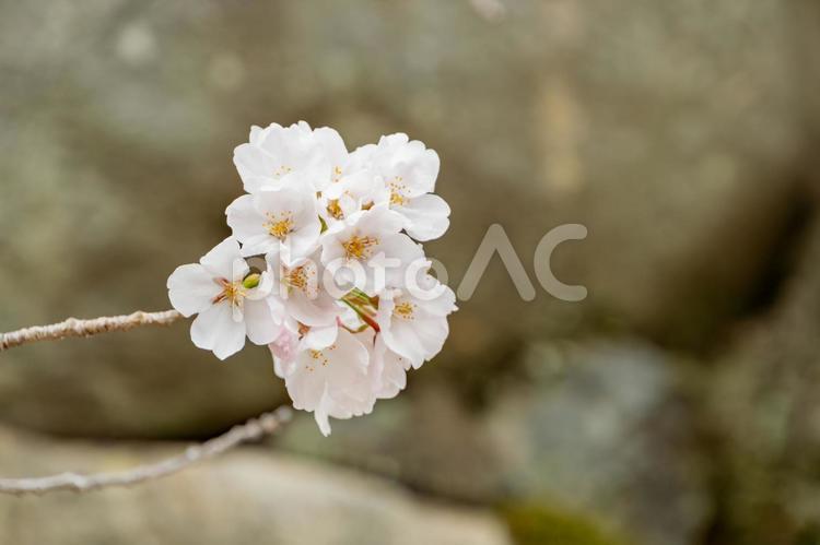 岩を背景に咲くソメイヨシノの花 桜,ソメイヨシノ,花の写真素材