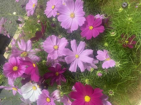 花 コスモス 花 コスモスの写真