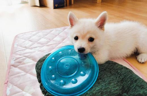 ポメ柴7 ポメ柴7 柴犬,ポメラニアン,ミックス犬の写真素材
