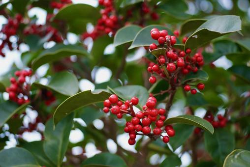 クロガネモチの写真