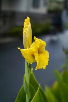 ゴールデンカンナ カンナ,ゴールデンカンナ,cannaの写真素材