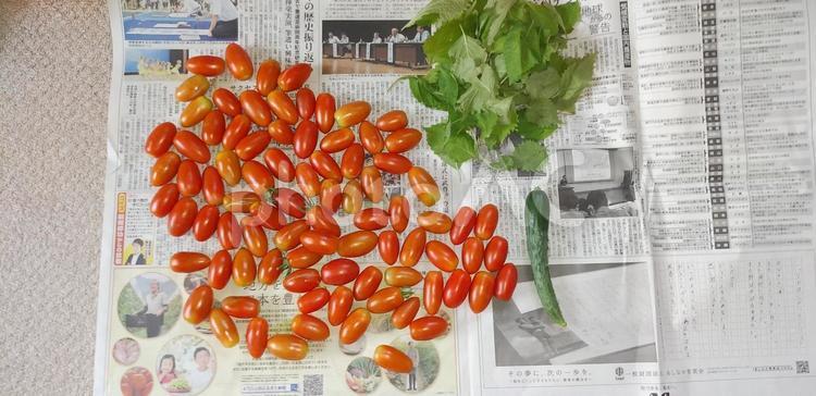 採れた夏野菜 ミニトマト,紫蘇,シソの写真素材
