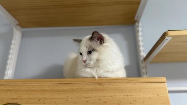 香箱座りしているラグドールの子猫 猫,ペット,かわいいの写真素材