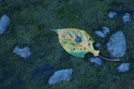 背景に合う苔と落ち葉の写真