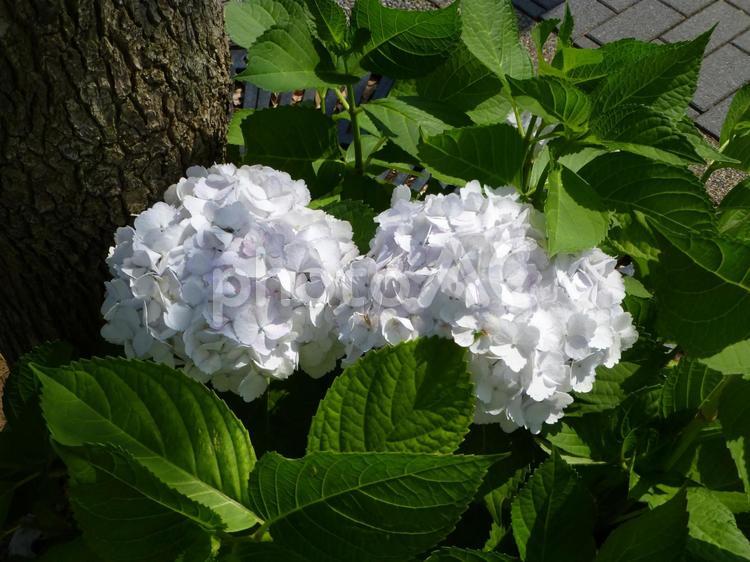 郊外の花壇に並んで咲く白いアジサイ アジサイ,花,植物の写真素材